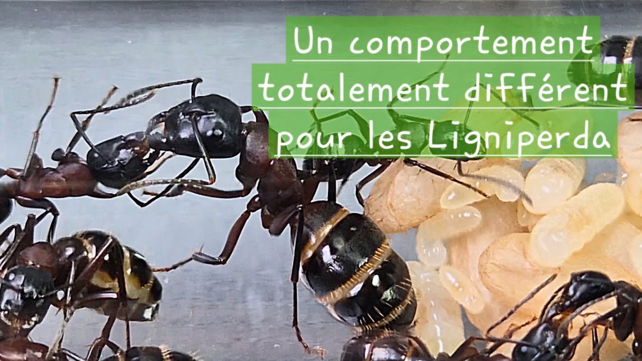 Une belle sortie de diapause 