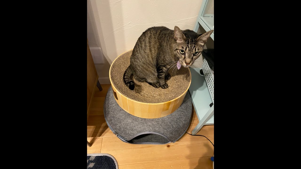 1/20 パパとネコの朝（仕事前ライブ）🐾
