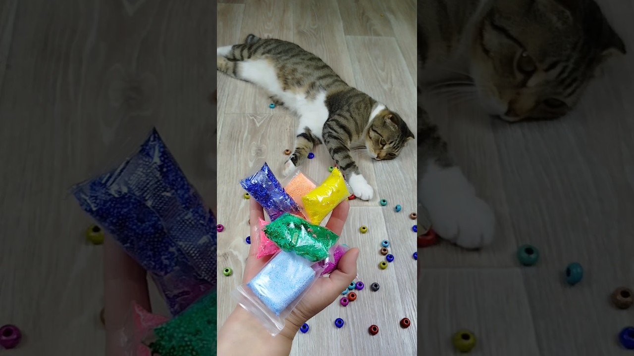 Cat Barsik ⭕🟥 Reverse Video #reversevideo #marblerunandmore #cat
