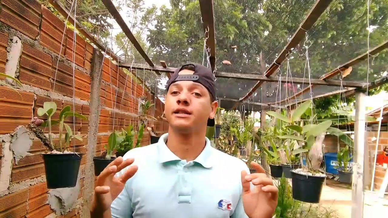 Cultivo de cattleyas bifoliadas e monofoliadas
