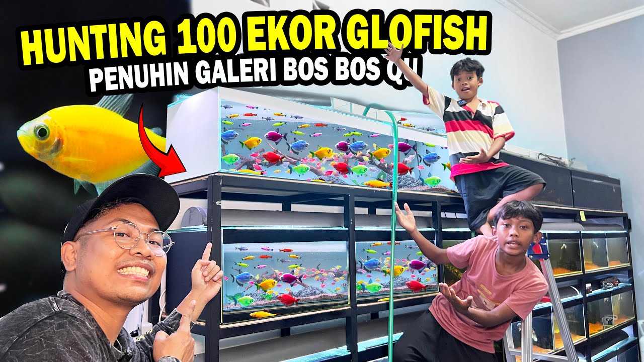 HUNTING LAGI?? BUAT TANK 100 EKOR GLOFISH BARENG BOCIL UNTUK GALERI BOS BOS QU