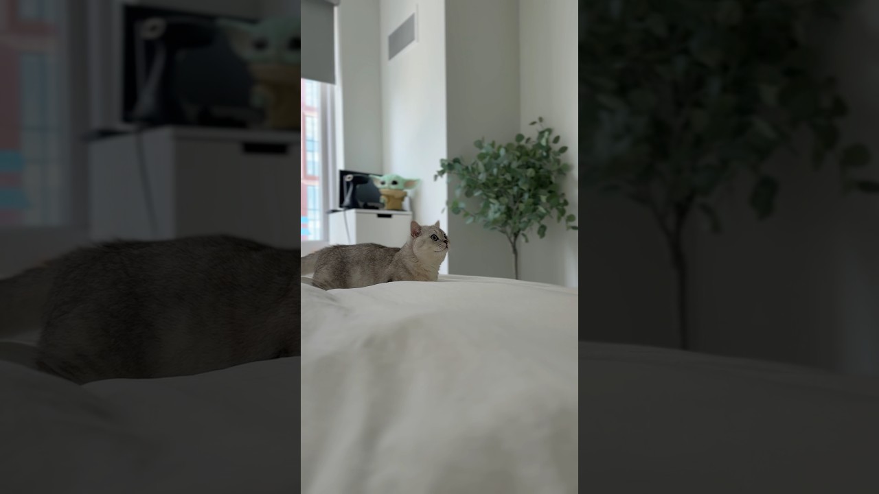 Milky is on a top-secret spy mission