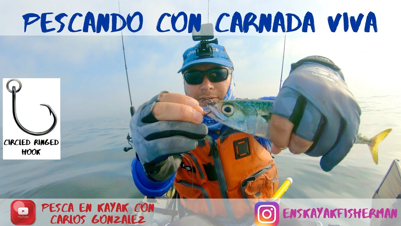 COMO PESCAR CON CARNADA VIVA? PESCA DE BUENOS CALICOS CON MACKAREL