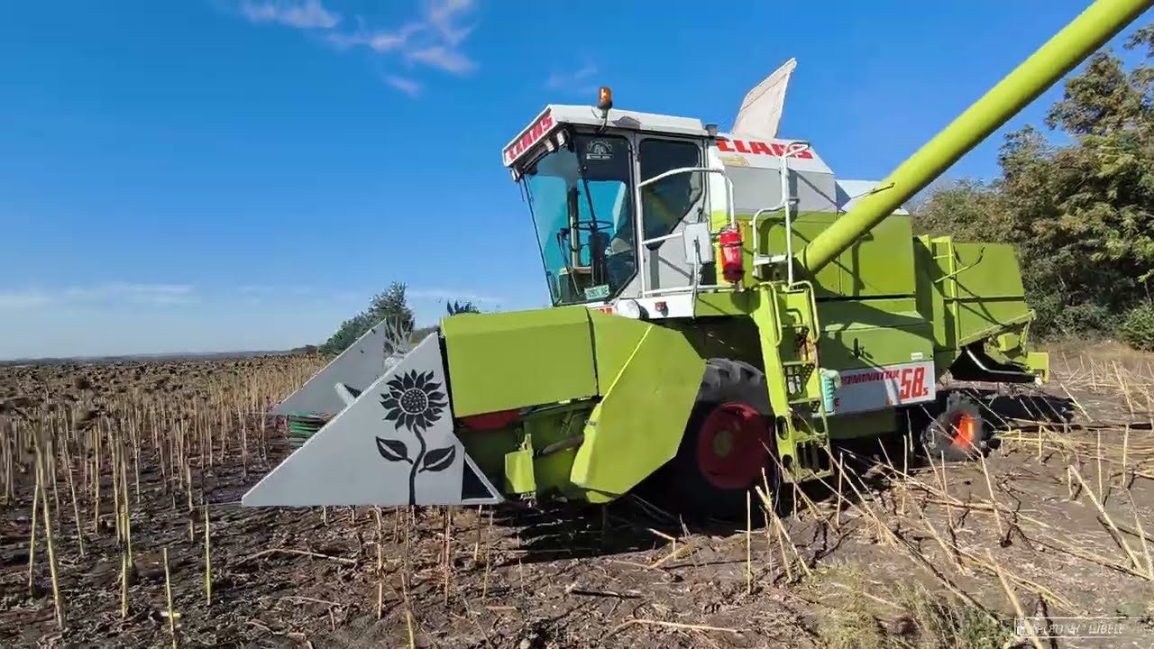 Збираєм соняшник🌻з високою натурою