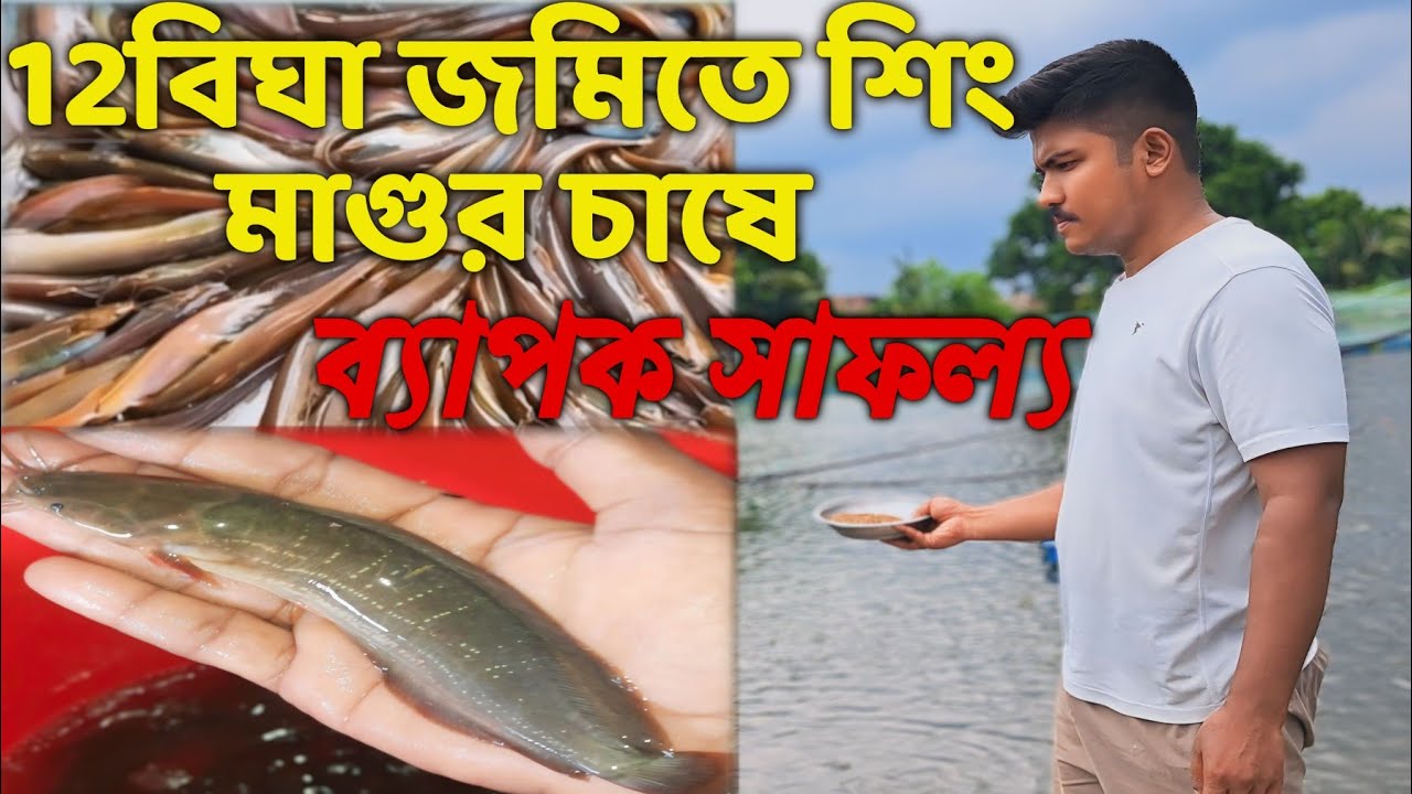 শিং ও মাগুর মাছ চাষের সফল উদ্যোক্তা। catfish farming earning money// catfish farming
