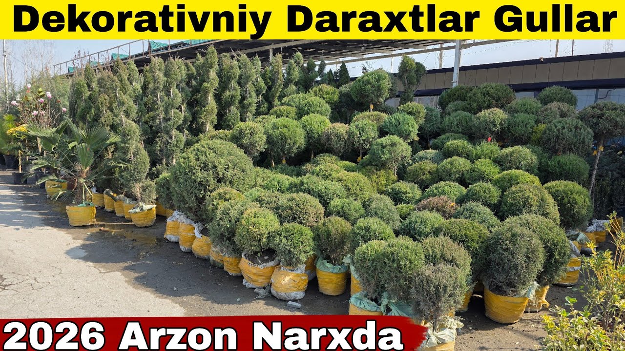 Dekorativniy Daraxtlar Gullar Narxlari +998999314084 +998913964742 | Декоративний дарахтлар гуллар