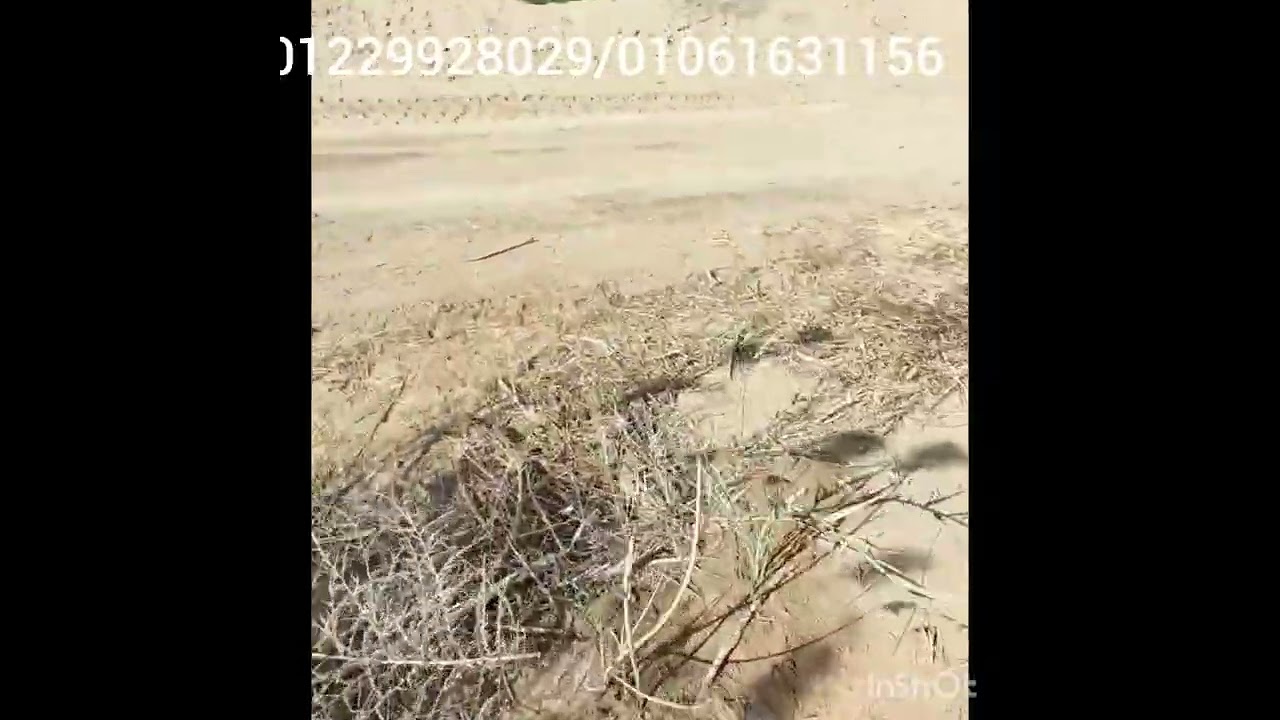 الواحات البحريه قريه منديشه عرض رمضان ما يتفوتش