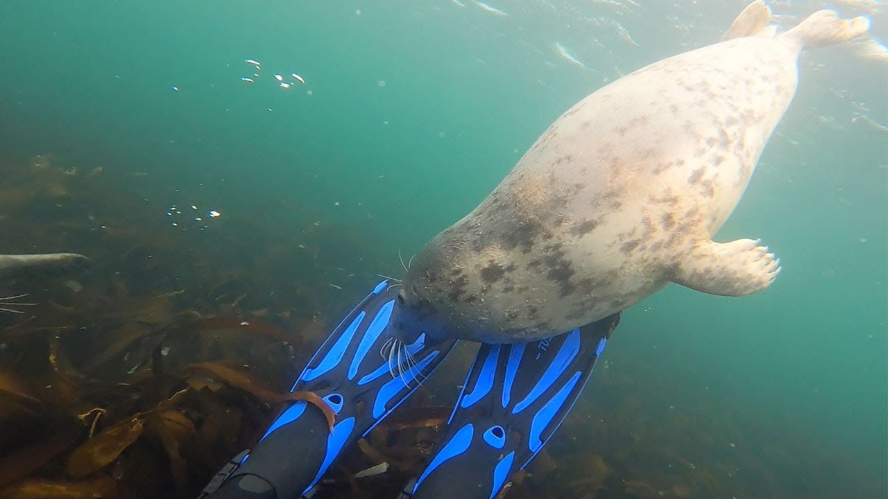 Curious Seals Play With Divers Flipper
