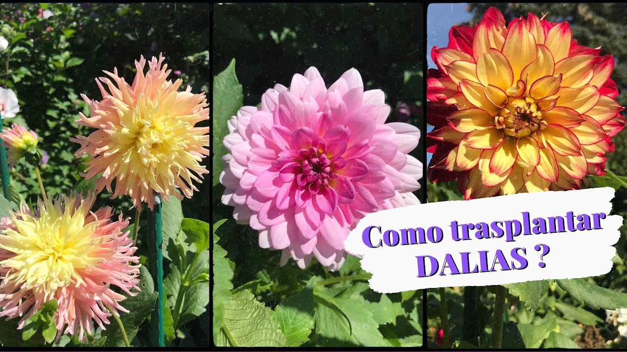 Cómo trasplantar DALIAS