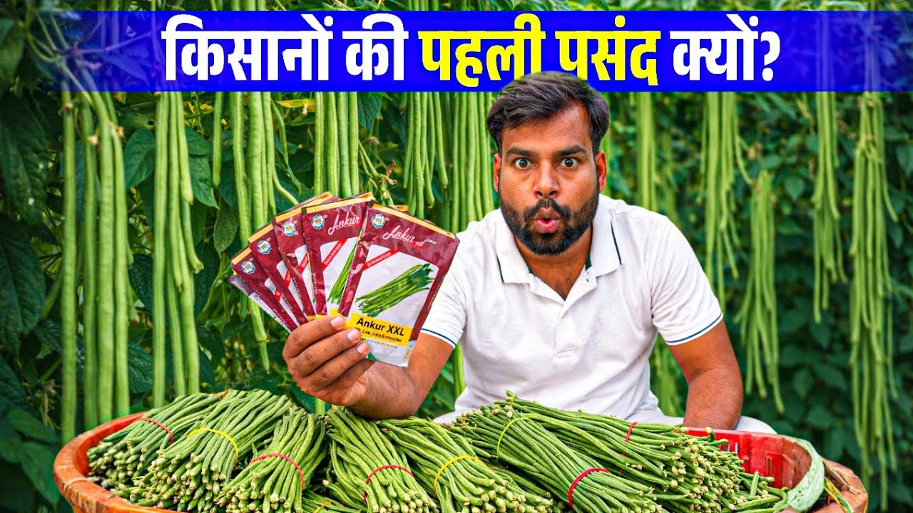 Ankur XXL Barbati a to z Jankari | अब हर किसान बनेगी अमीर | Ankur XXL Lobiya ki kheti 