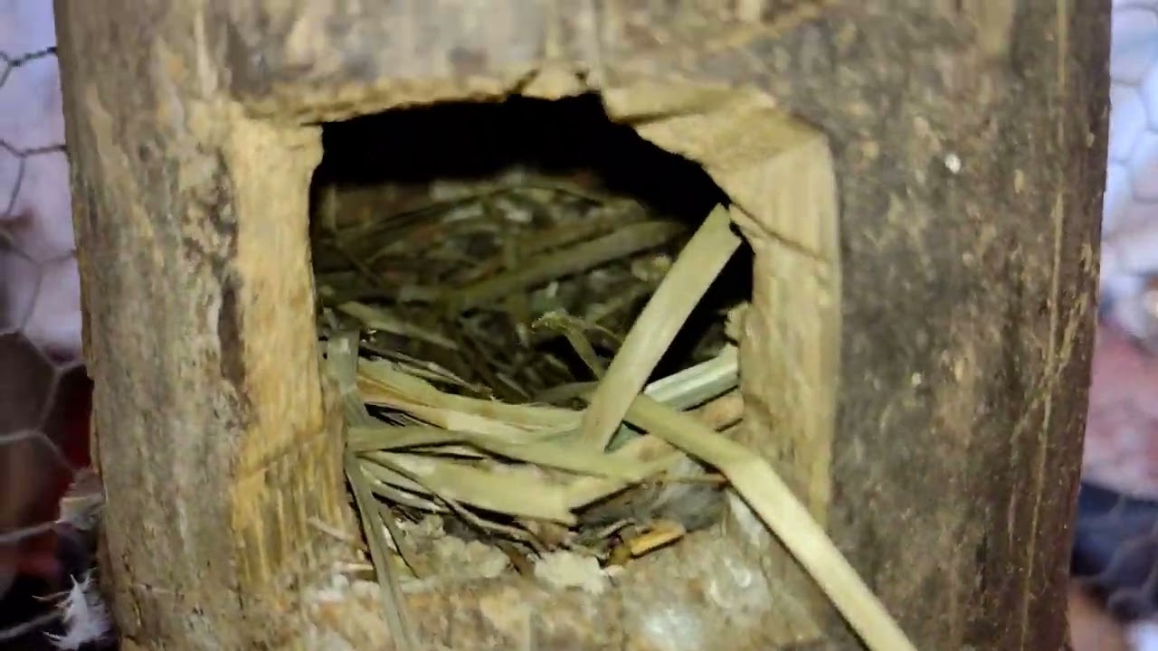 Reprodução de Manon e Mandarim