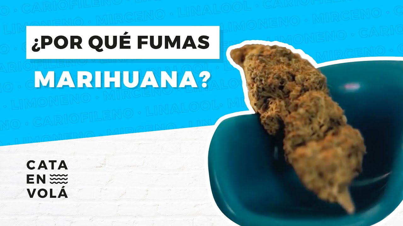 ESPECIAL CATA EN VOL&Aacute;: &iquest;POR QU&Eacute; FUMAS MARIHUANA?