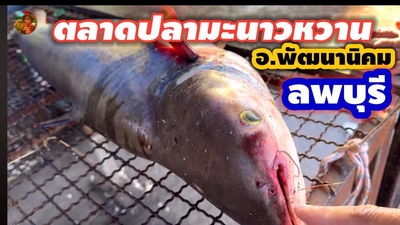 #ตลาดปลามะนาวหวาน #ตลาดปลาสดๆขึ้นจากเขื่อนป่าสัก #อำเภอพัฒนานิคม #จังหวัดลพบุรี #ลุงน้อยchannel
