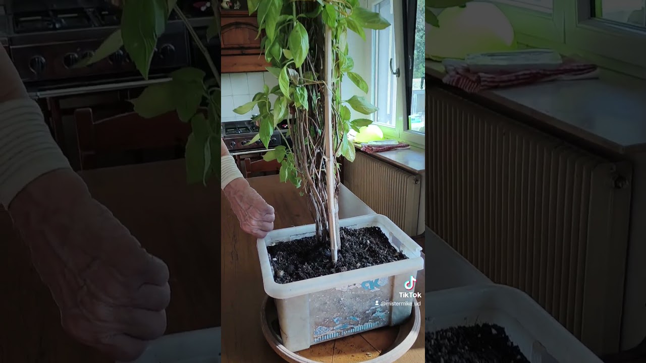 la piantona di basilico del mio pap&agrave; andrea! ben fate