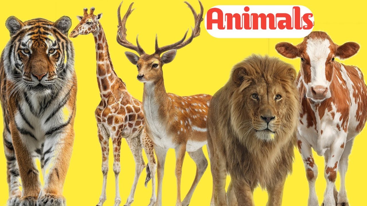 Animals name।। বিভিন্ন পশুর বাংলা নাম ও  ইংরেজি নাম।animals name bengali And English।। 
