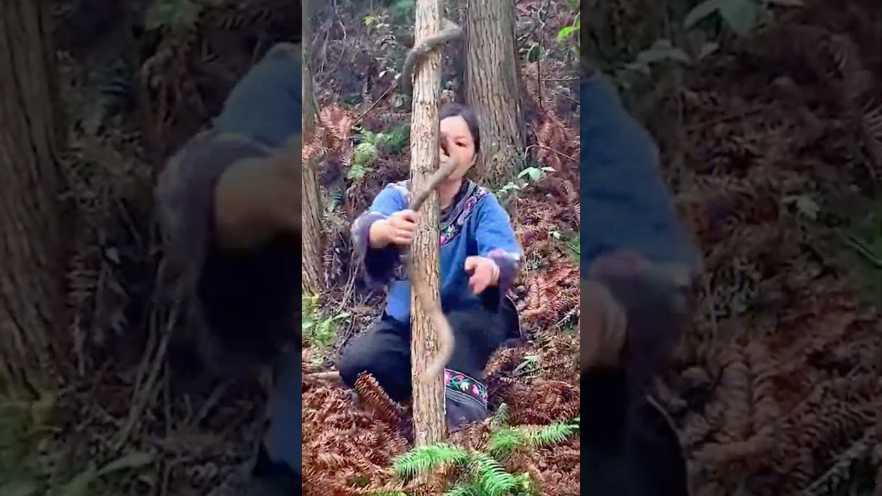 harvest rattan in the forest #shorts