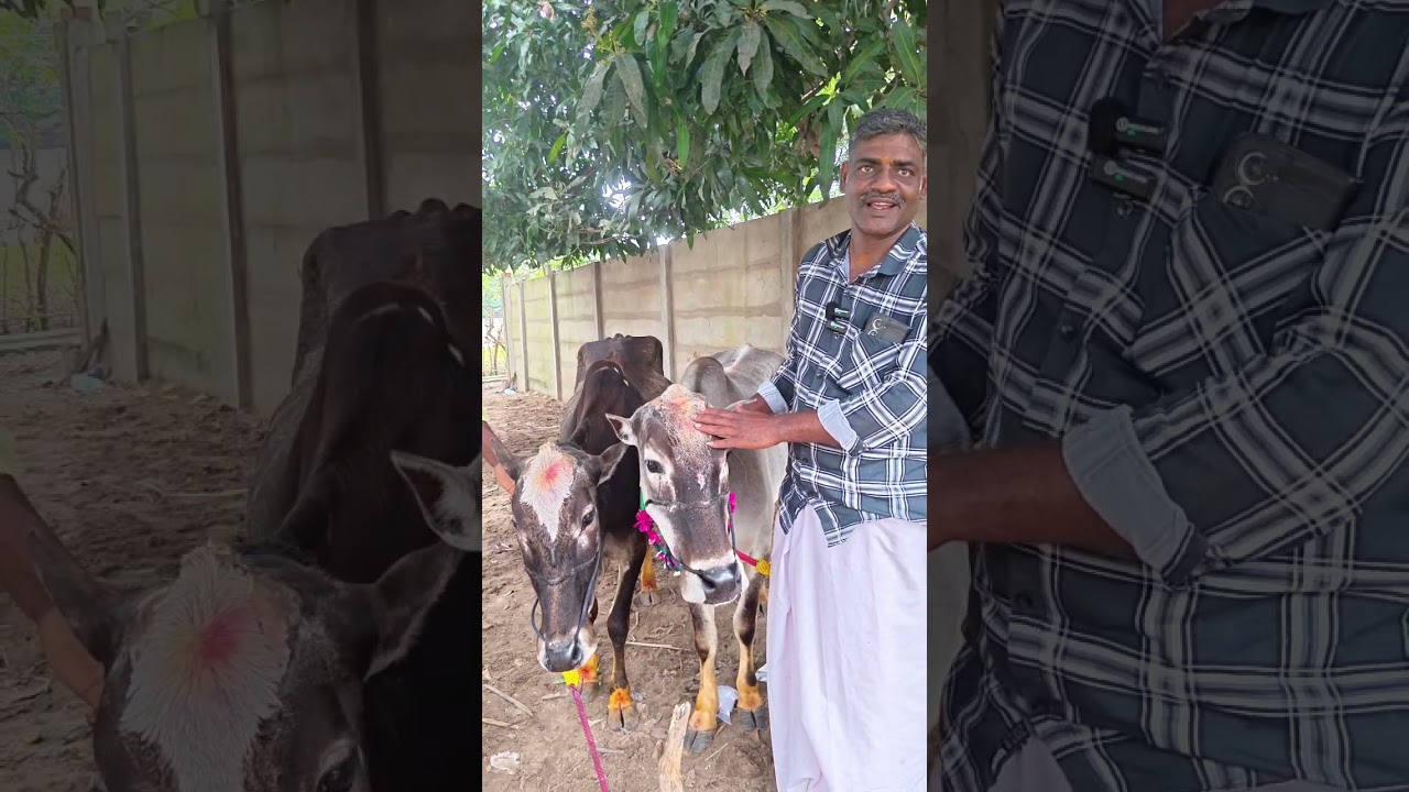 உலகப் புகழ்பெற்ற திருக்கடையூர் உம்பளாச்சேரி மாடு ரேக்ளா பந்தயம் | Thirukadaiyur Bull Cart Race