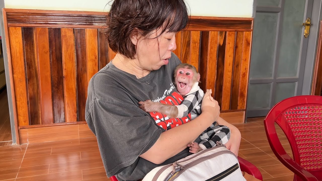 What a surprise! Monkey Luk eagerly awaits fans in Japan to visit