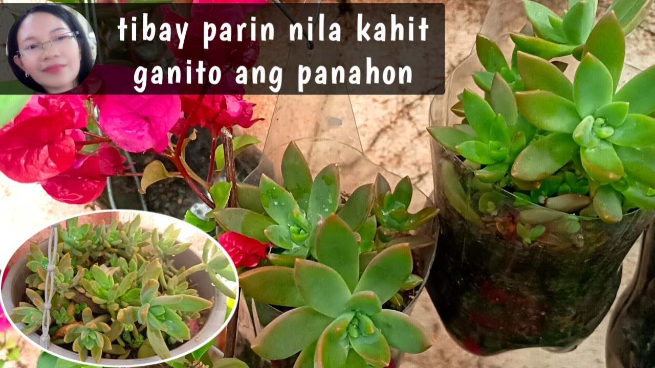 #1015 Leaf Propagation in a Plastic bottle Pots  Update/Succulent Davao 