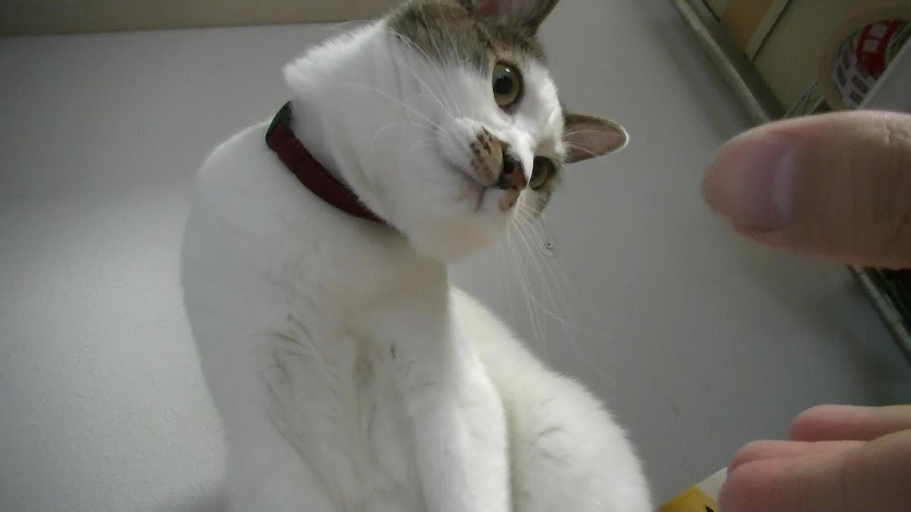 あまりにもうるさいので仕方なく遊びに付き合ってやりました