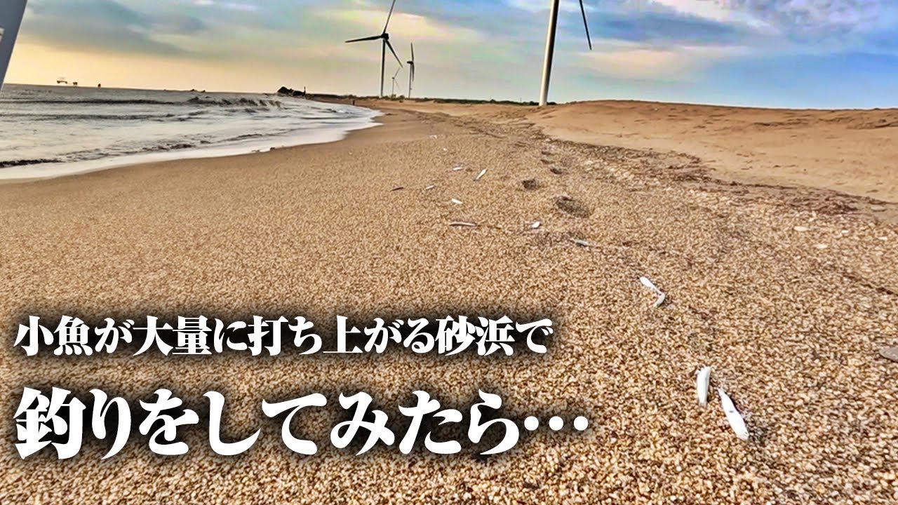 鳥について行ったら…あらゆる魚が釣れ盛る“とんでもねぇ砂浜”に辿り着いた。【釣りバカ2名による全力釣り旅】