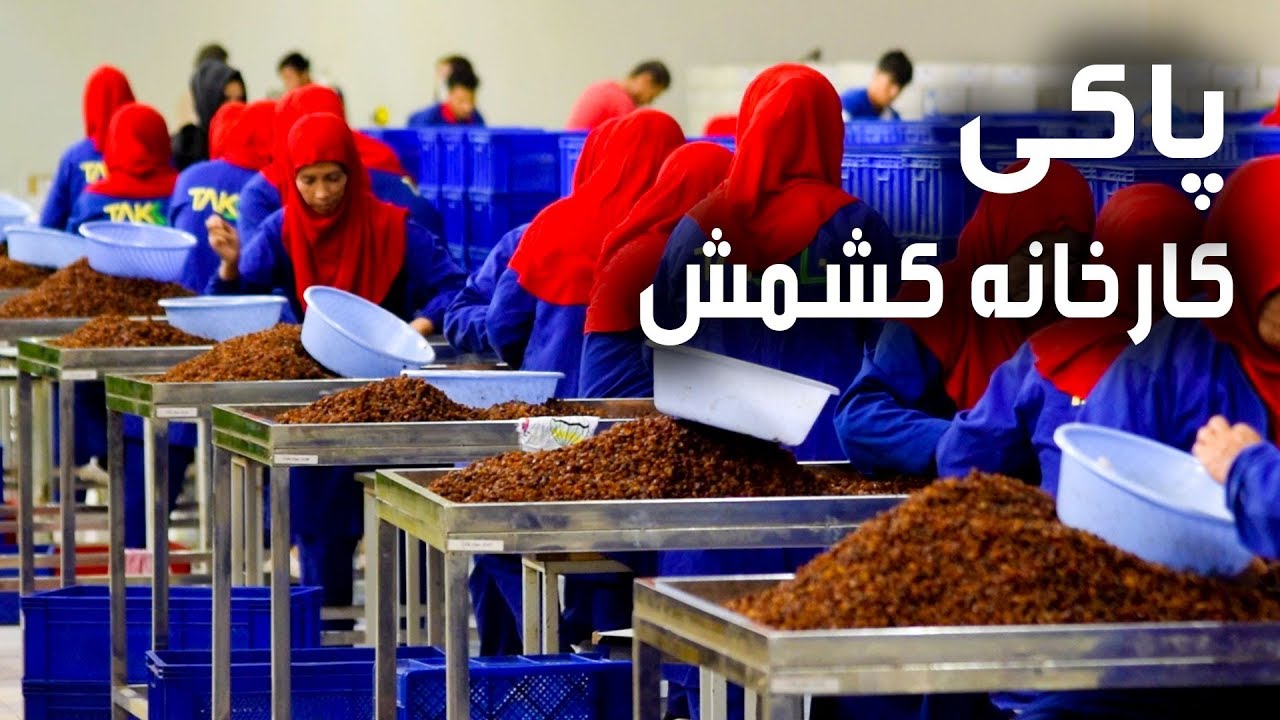 کارخانه کشمش پاکی در مزارشریف - آریانا مزارشریف