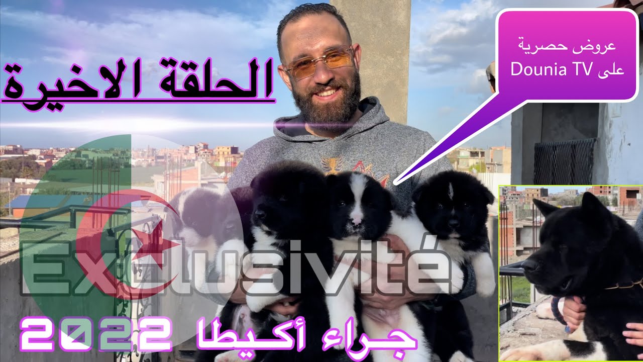 جراء الأكيطا الأمريكية عرض حصري على Dounia TV