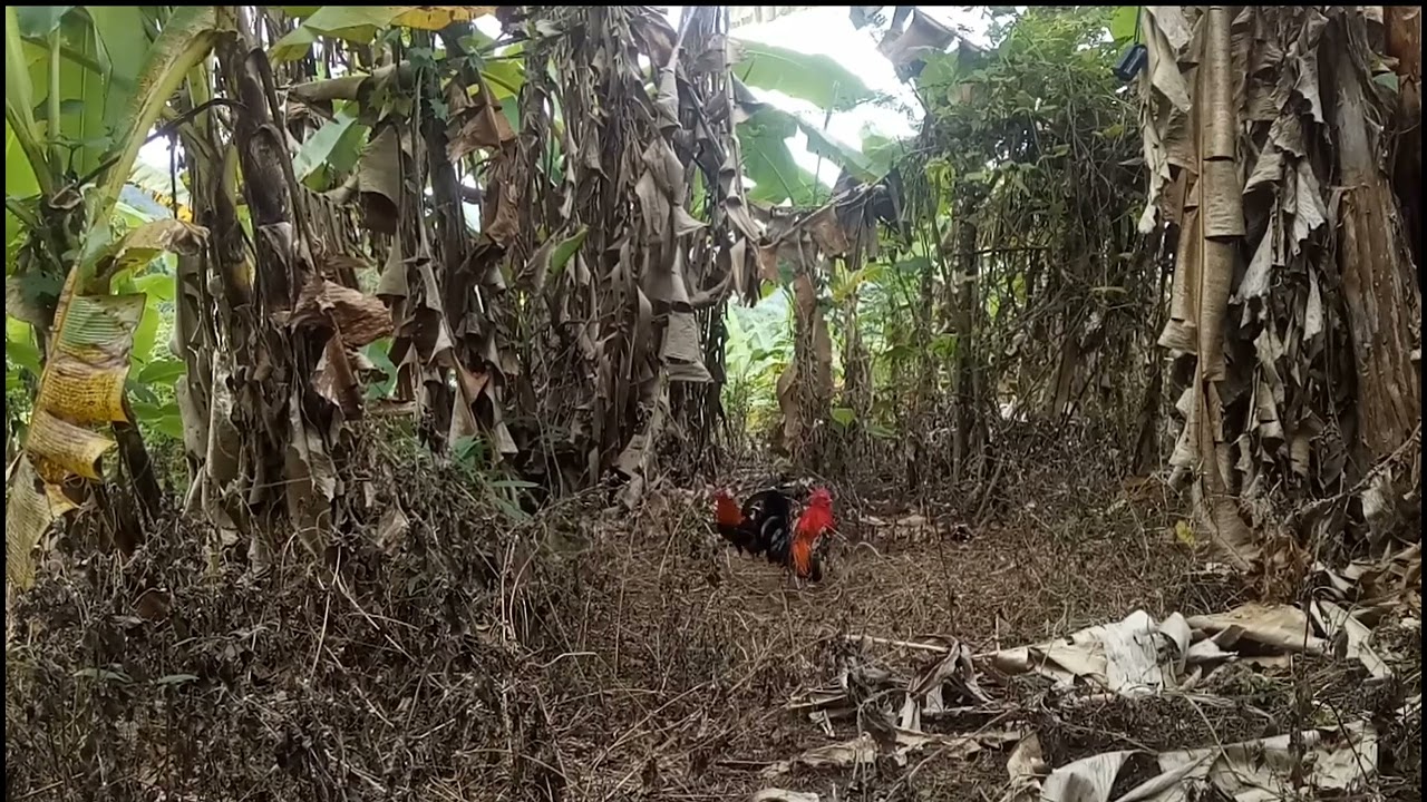 Tapau ori ahmj/bekikuk/kasintu muda,modal pikat warna karnafalan 😂(Robet)