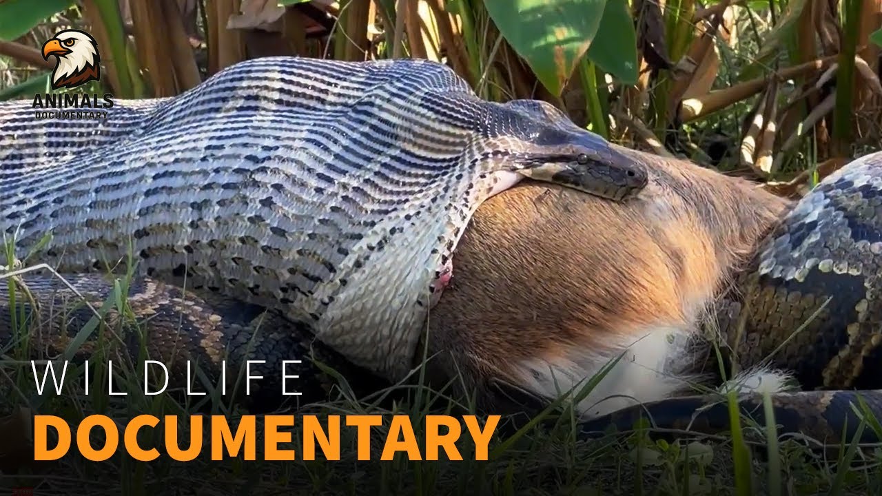 Секреты охоты на змей: как змеи подстерегают свою добычу | Документальный фильм о дикой природе