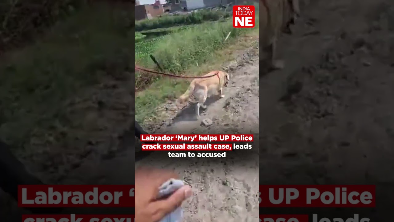 Labrador &lsquo;Mary&rsquo; helps UP Police crack sexual assault case, leads team to accused