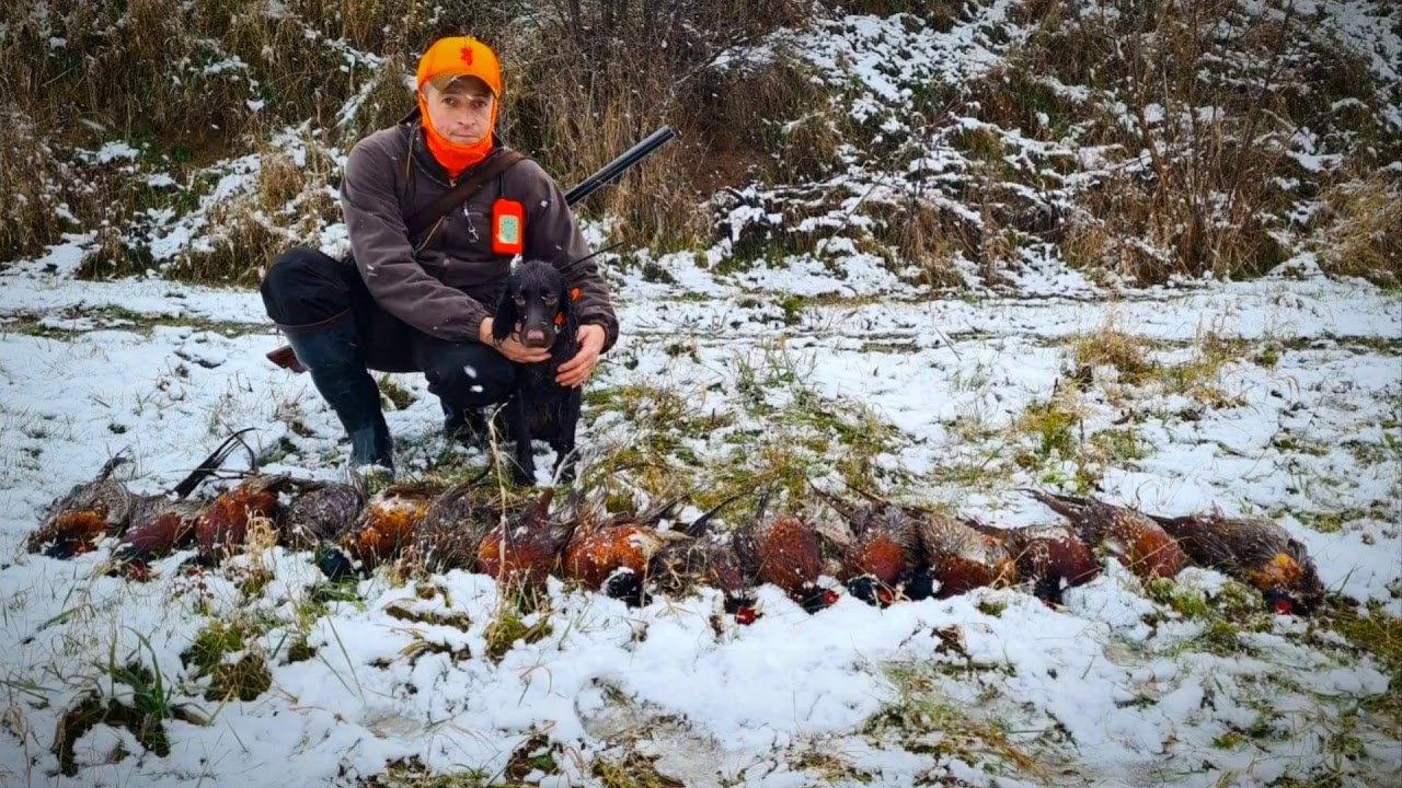Lufa Polski Spaniel Myśliwski ( Polish Hunting Spaniel ) podsumowanie sezonu na pi&oacute;ro 2020/2021