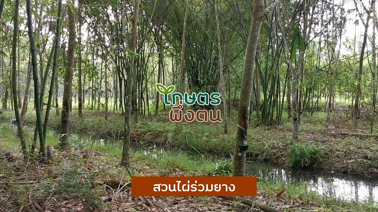 เกษตรพึ่งตน : สวนไผ่ร่วมยาง