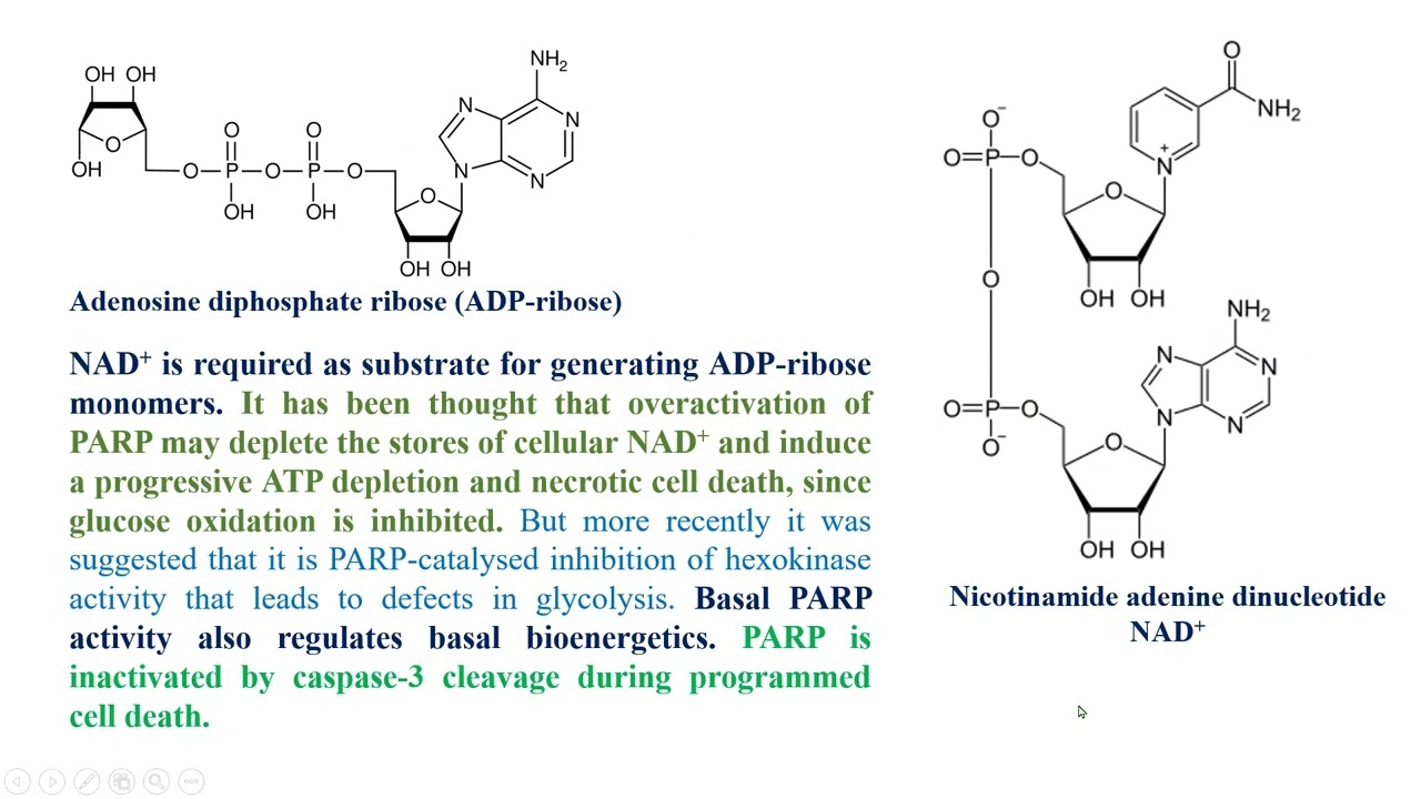 PARP - Poly ADP (Adenosine DiPhosphate) Ribose Polymerase