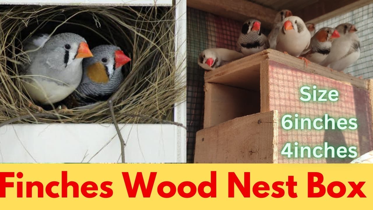 DIY Finch Wooden Breeding Box: The Ultimate Guide | Khubaib Pets