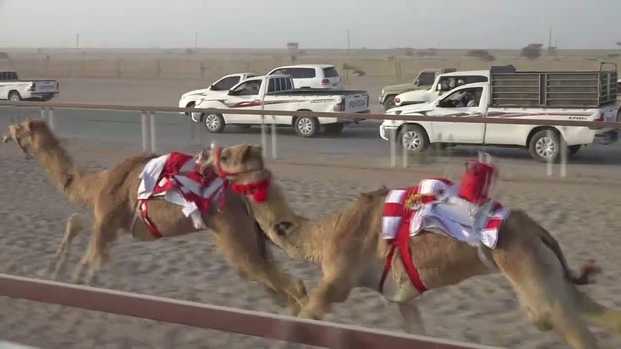 ✅الشوط7.١.طموح/ناصر علي محمد الوهيبي 2:06.31 افضل توقيت الأبيض تاهيلات الظافر 28/2/2026