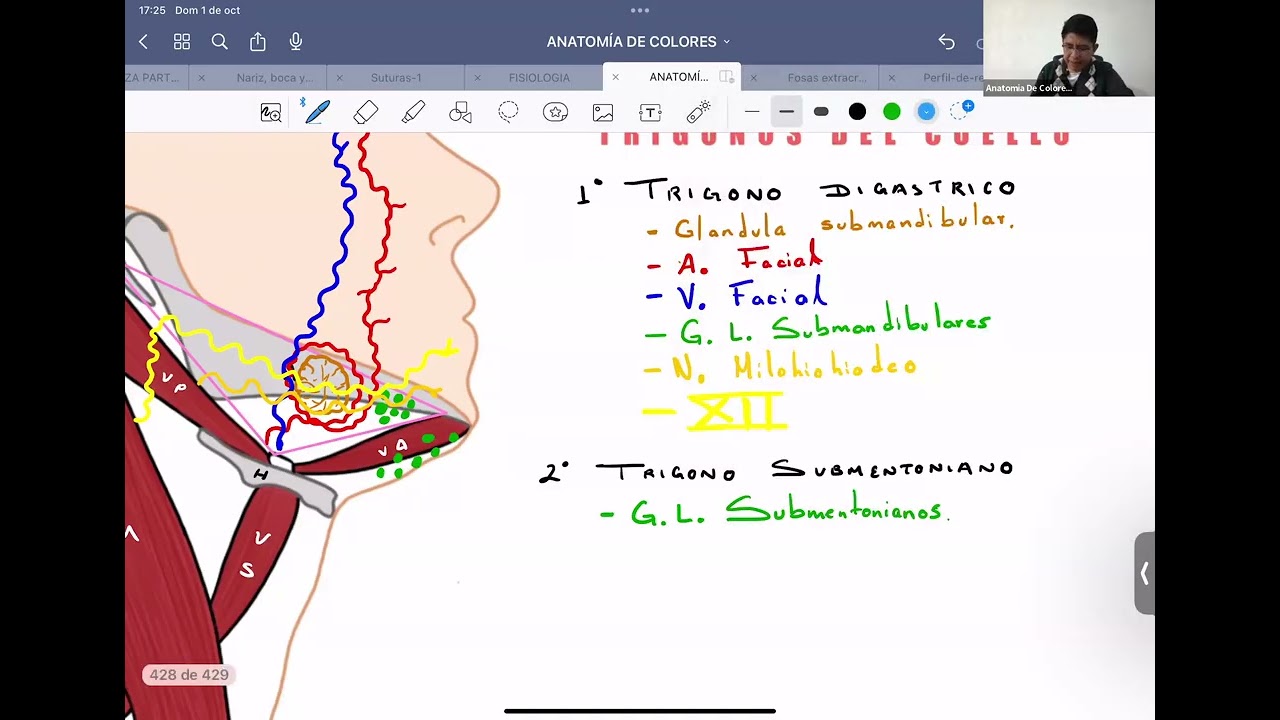 Triangulos del cuello, irrigacion y drenaje venoso de cabeza y cuello - 24