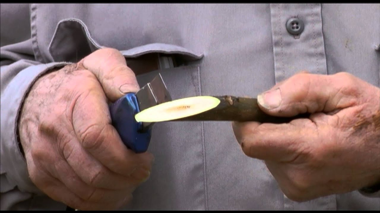 How to perform whip grafting of walnuts - UCANR
