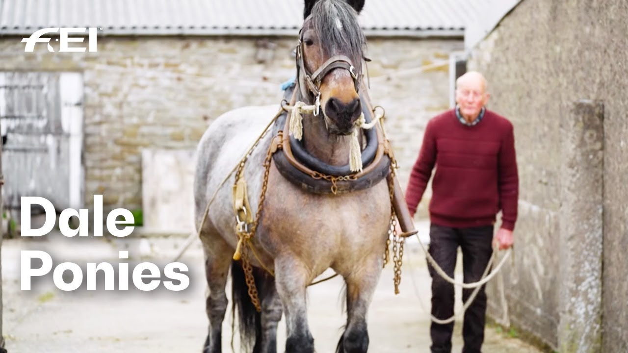 Meet the remarkable Dales pony! 👋🐴 | RIDE presented by Longines