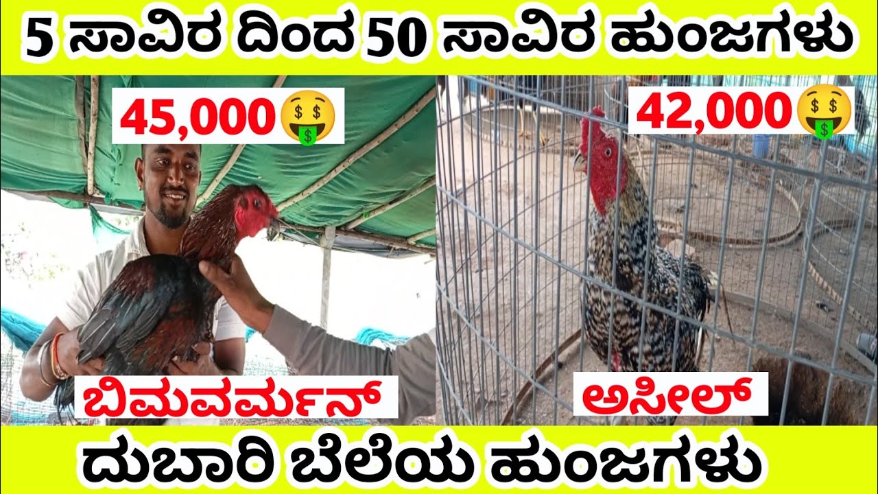 aseel bimavarma varman rooster fight ಅಸೀಲ್ | ಬಿಮವರ್ಮನ್ | ವರ್ಮನ್ | ಜವಾರಿ ಹುಂಜ | ಕುಸ್ತಿ ಕೋಳಿ ಸಿಗುತ್ತವೆ
