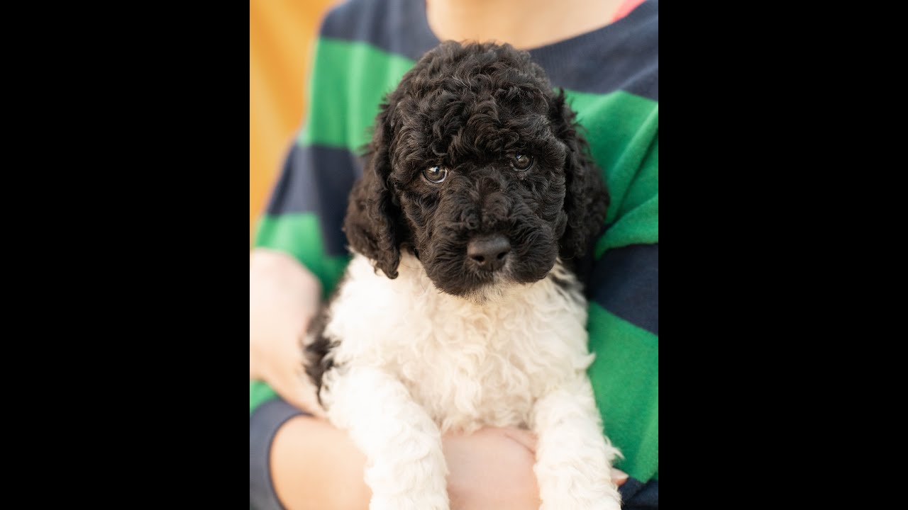 Meet the Ebony/Casper AKC Standard Poodle Puppies 1/26 from Above Standard Poodles