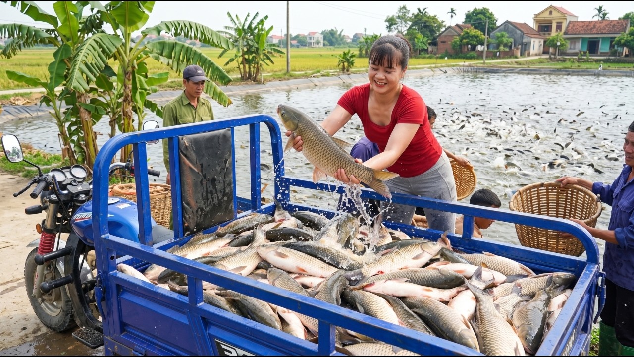 TIMELAPSE - Harvesting Thousands Of Giant Fish | 3-Wheel Truck Overflowing To Village Market