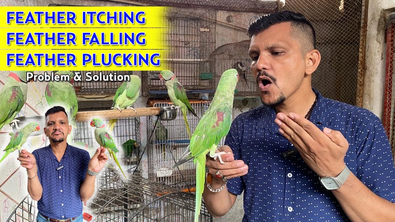 Bird feather Itching | Feather falling । Feather plucking - What should we do ? | PBI Official