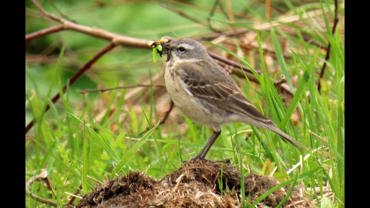 1767. Lindu&scaron;ka horsk&aacute;, Water Pipit, Bergpieper, Waterpieper, Pipit spioncelle, Siwerniak