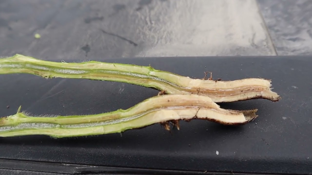 How to Identify and Prevent Sudden Death Syndrome in Soybeans