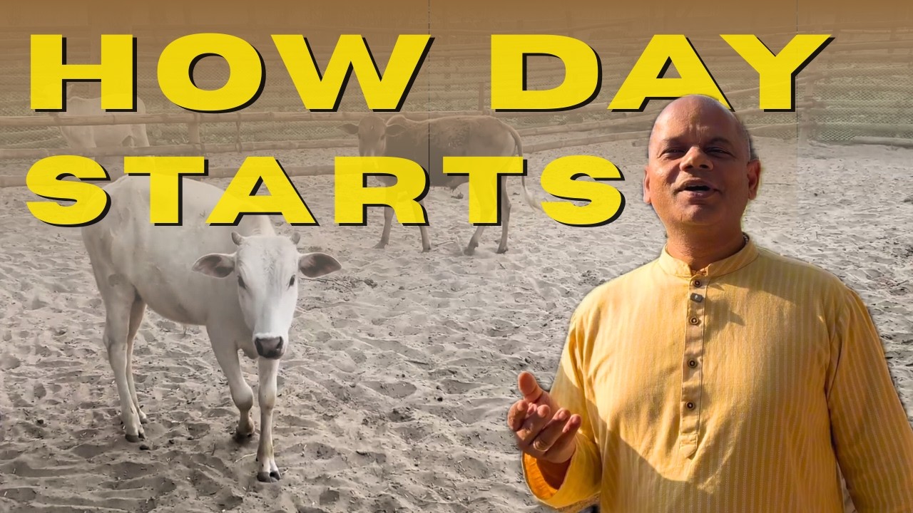 How Our Nandi Sanctuary Starts the Day in Mayapur