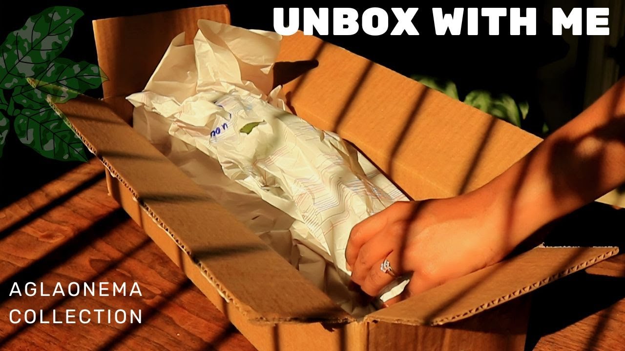 #24 Unboxing My Birthday Plant Haul ✨ Variegated Aglaonema Collection | Relaxing & Silent Vlog
