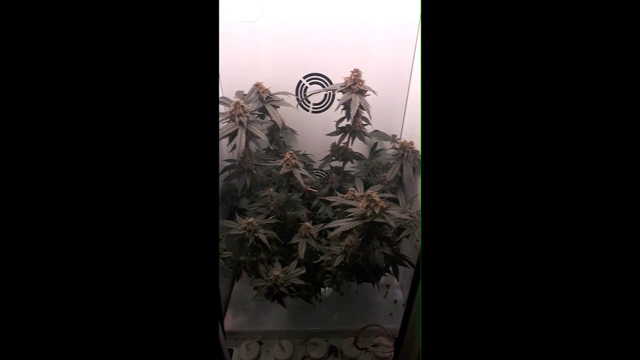 GROBO CANDYLAND HARVEST