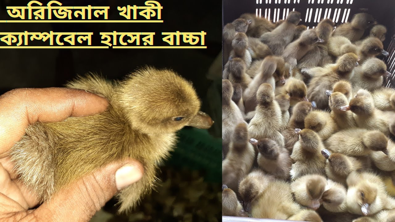 অরিজিনাল খাকী ক্যাম্পবেল হাসের বাচ্চা চেনার সহজ উপায়