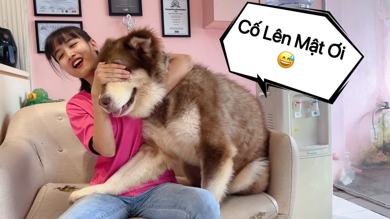 Thử Ôm Chặt Mật Không Buông Xem Phản Ứng Thế Nào - Mật Pet Family