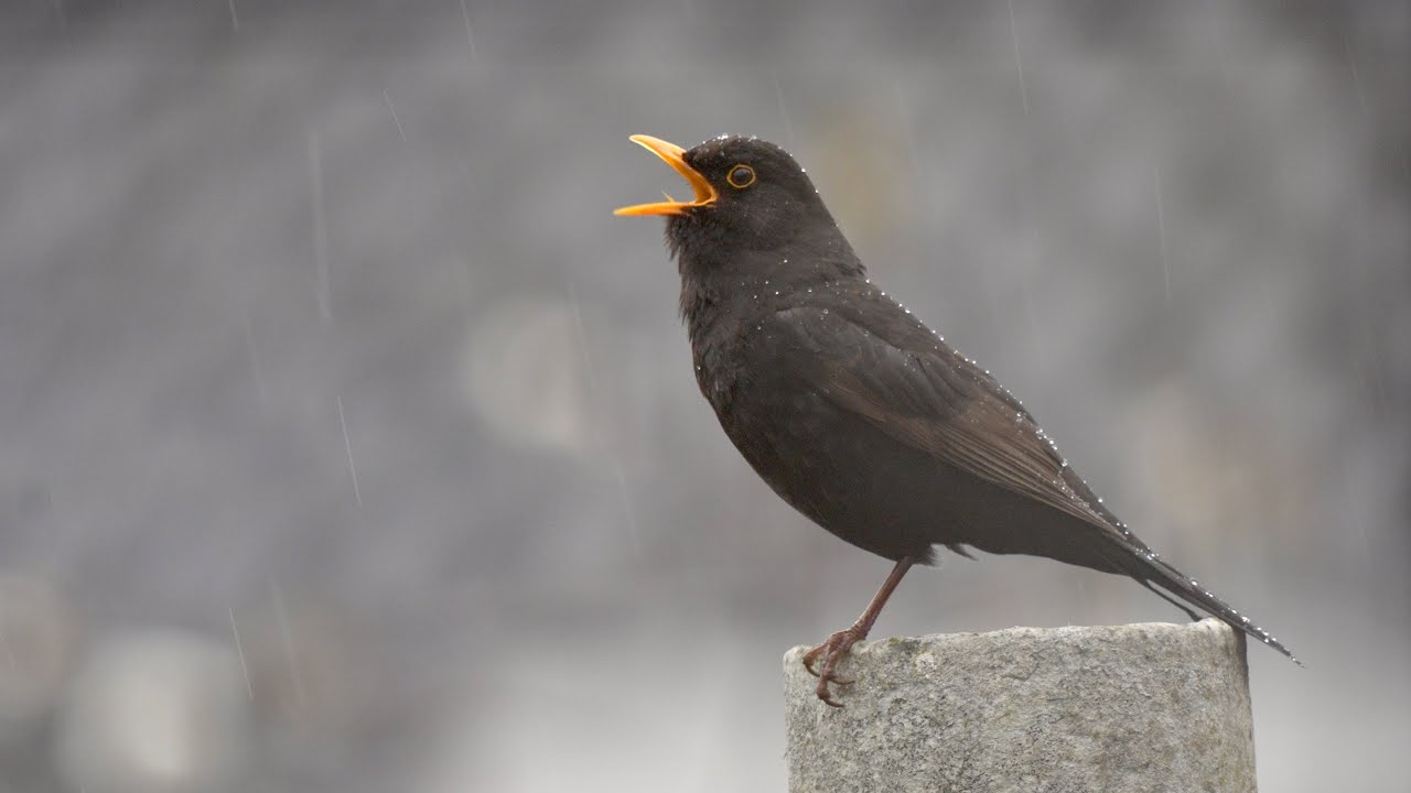 Gorgeous blackbird Singing In The Rain (Turdus merula)